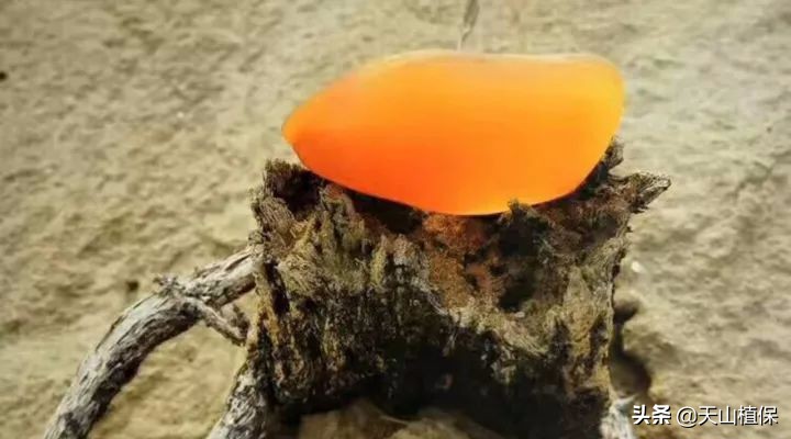 金丝玉有没有升值的意思,金丝玉未来5年的价值