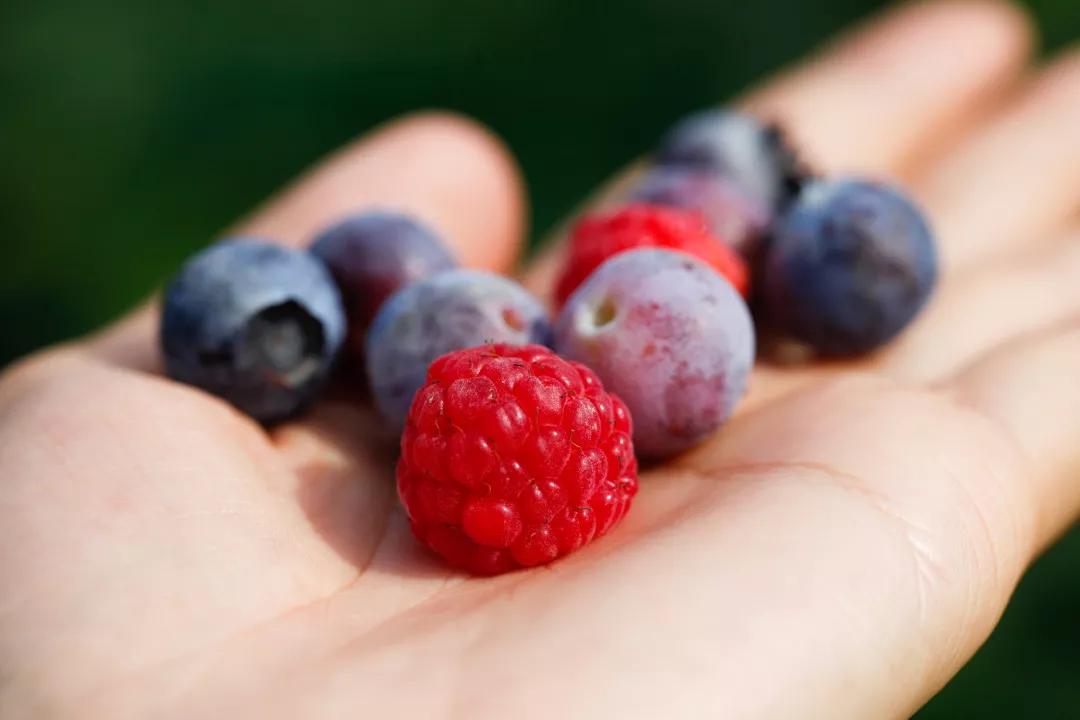 建一座完全不打药的生态花园，所有生命在这里和谐共处，值得收藏