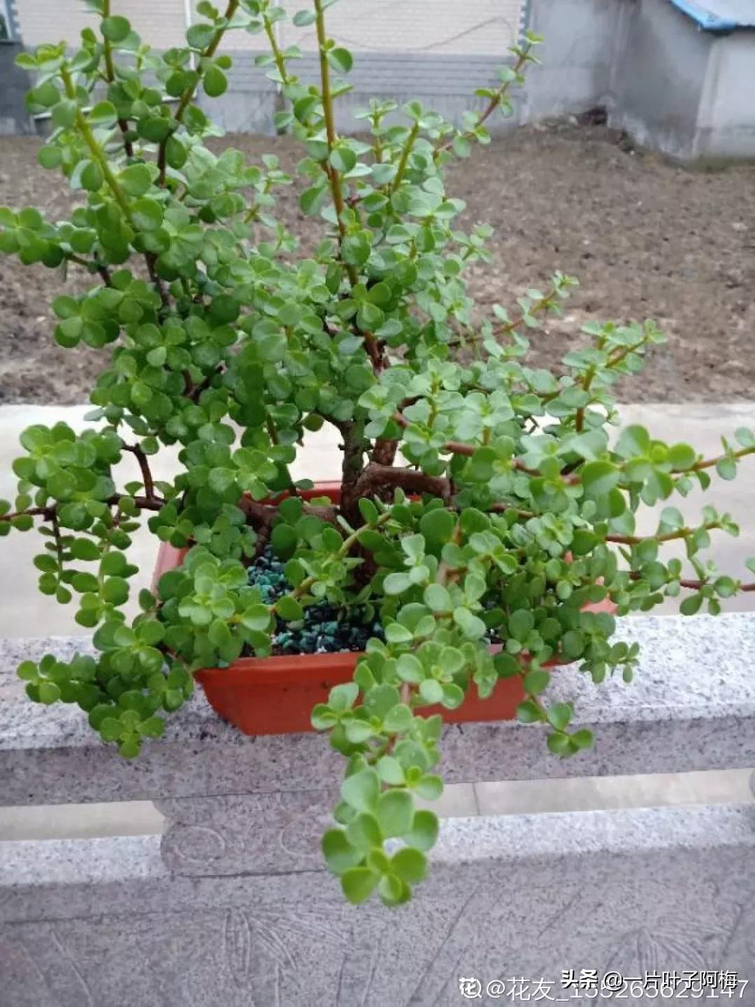 金枝玉叶干枯一碰就掉,金枝玉叶一夜之间掉了好多叶子