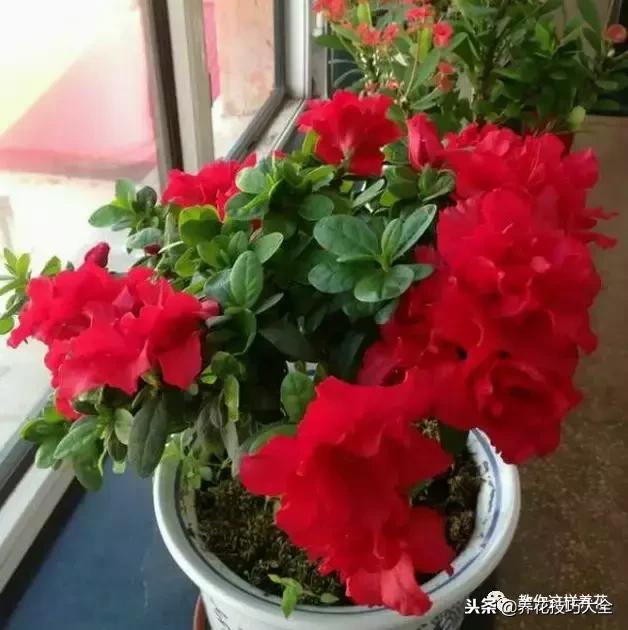 杜鹃花死了能活多久,快死的杜鹃花还能救活吗