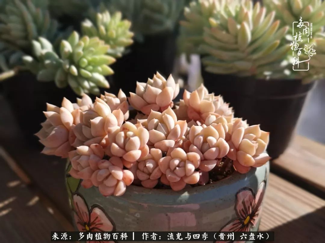 养多肉这几点新手必要知道,在养多肉的路上越走越远