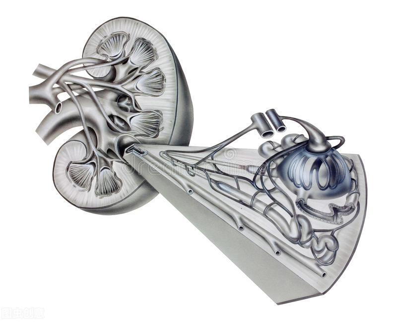 肾蛋白阳性是什么出了问题,尿蛋白阳性看什么科室