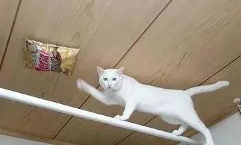 哈士奇剃发前后,哈士奇剃了两道杠