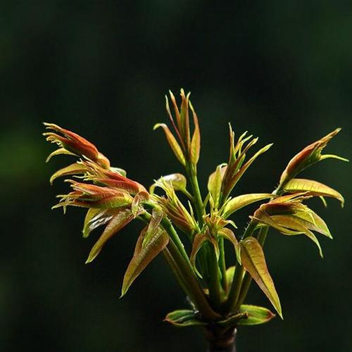 春天的野菜真好吃,时令野菜味道好极了