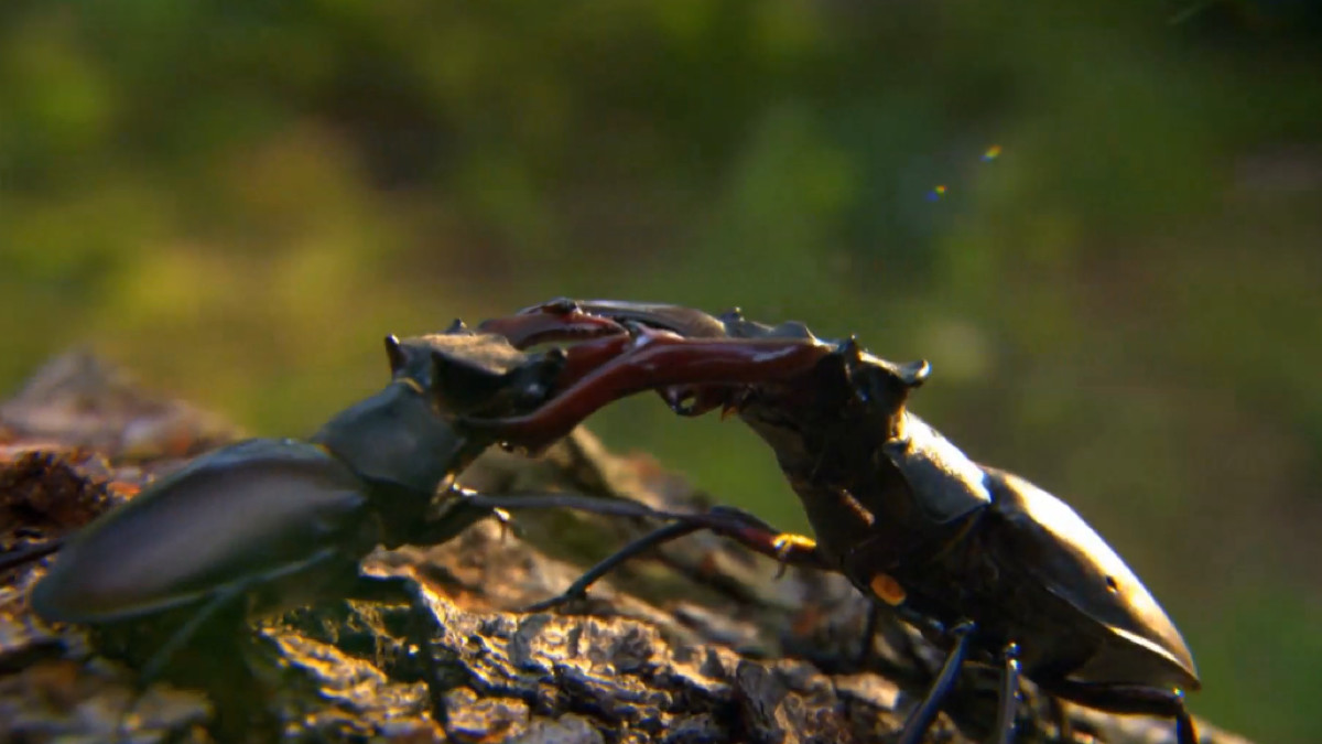 山野自然酷虫酷玩，玉米娃娃，一场自然与艺术融合的秋日盛宴