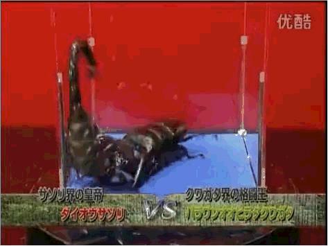 昆虫界的斗王——巴拉望巨扁，不服就来干一架，被掀翻的肯定是你