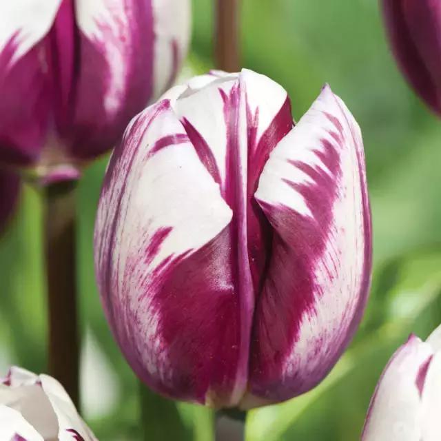 閮侀噾棣欑鐞冪殑鍏绘姢鏂规硶,姘村煿閮侀噾棣欏彂鑺藉悗鍏绘姢