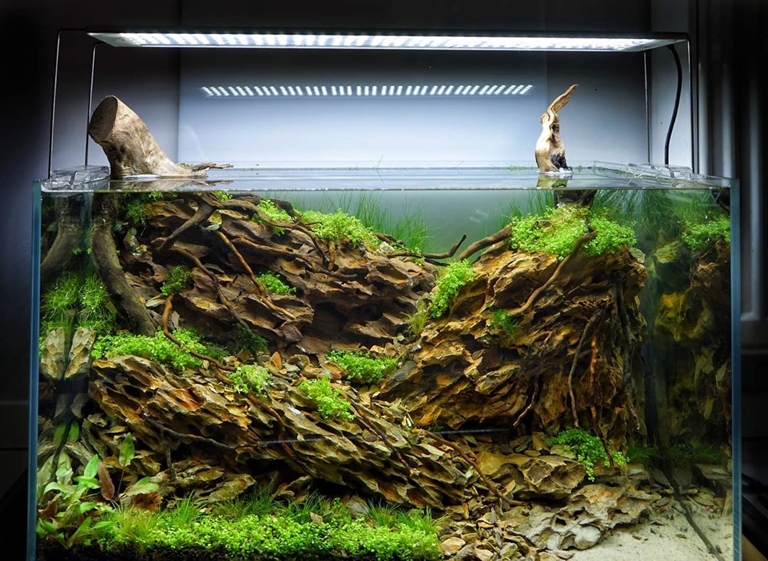 什么叫做生态鱼,生态鱼缸水是什么水