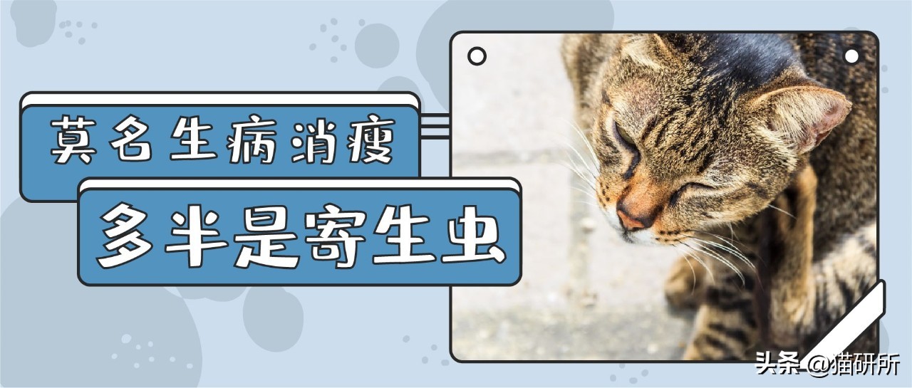 怀疑猫咪身上有虫怎么检查,怀疑猫咪中毒应做什么检查
