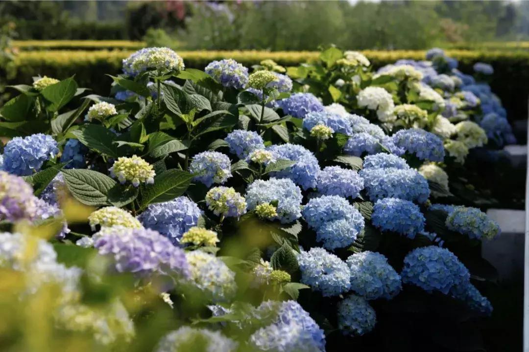 双流空港秘密花园,双流不要门票的公园