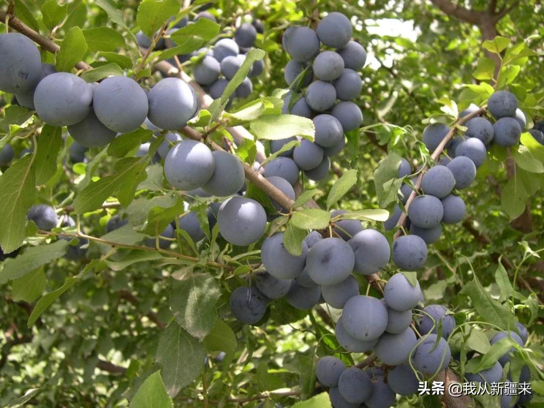 除了伽师瓜，你对伽师一无所知