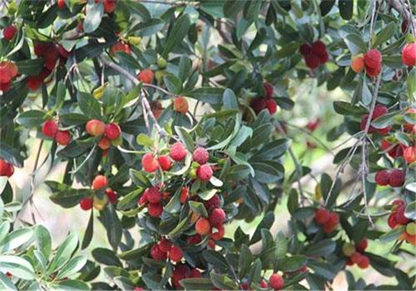 杨梅的经济价值与人工栽培技术,东魁杨梅栽培技术要点