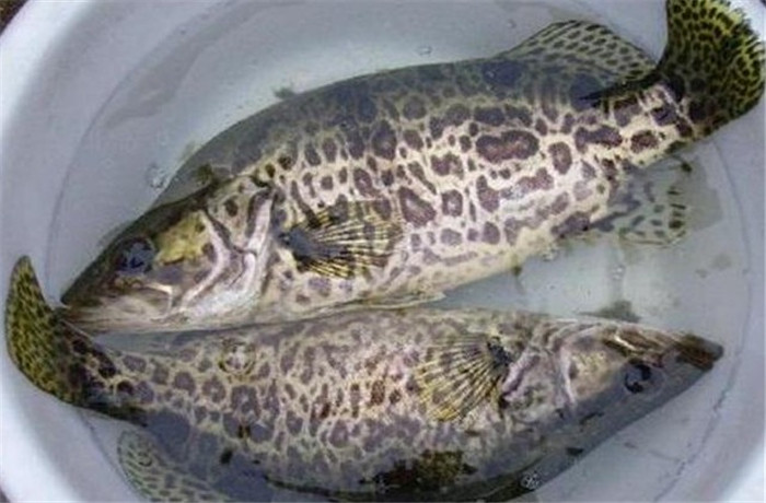 淡水鱼养殖技术和前景,哪种淡水鱼养殖经济效益更高