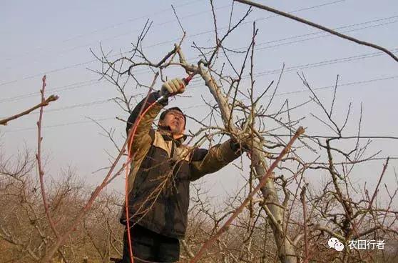 果园管理规章制度,柑橘果树修剪15条铁律