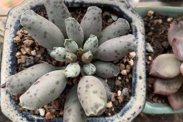 养了8年的多肉海豹,曾经的小海豹