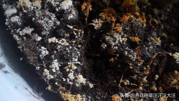 花卉盆土板结怎么处理,花盆碱化怎么处理