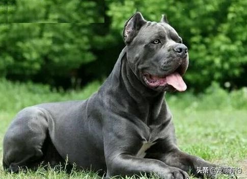 如何挑选最好的卡斯罗犬,卡斯罗犬幼犬如何挑选