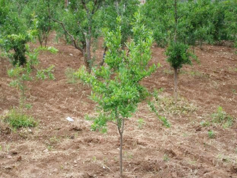 僵苗怎么补救最有效,对付僵王最快的方法