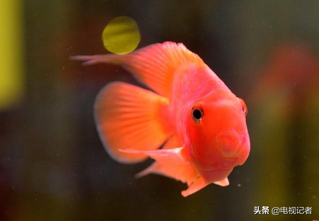 老鱼和小鱼作品,老鱼和小鱼的区别