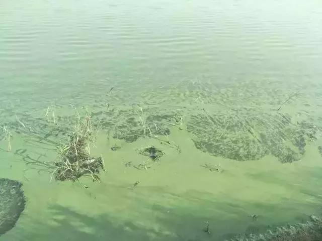 池塘里的蓝藻怎样去除掉,池塘处理蓝藻最好的办法