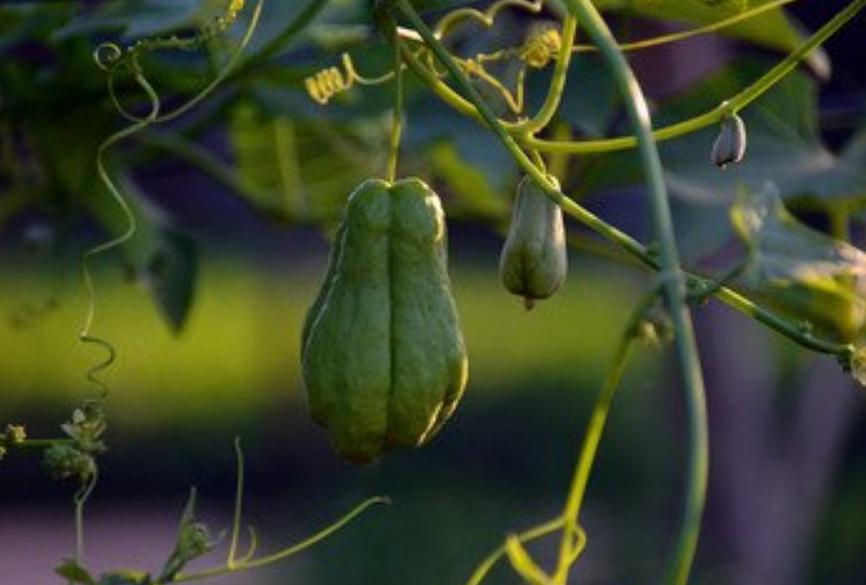 什么样的品种的佛手瓜最好吃,高产的佛手瓜