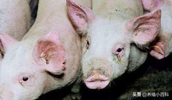猪泪斑的种类及解决方法,猪泪斑的最佳防治方法