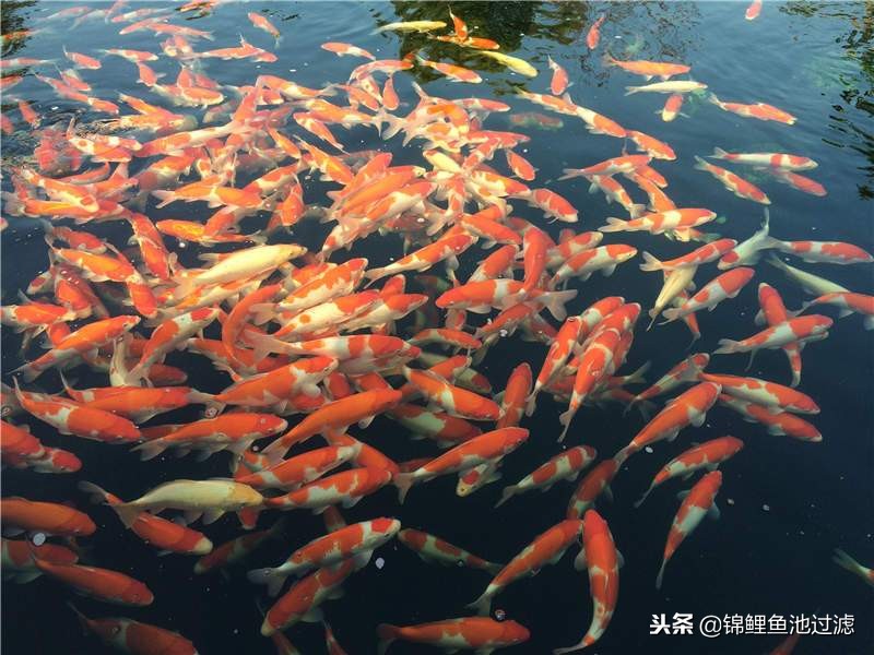 史上最贵的10条锦鲤,锦鲤最高拍卖价是哪一条