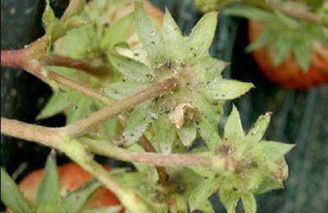 草莓正在开花有蚜虫怎么办,发现草莓上有蚜虫什么时候打药好