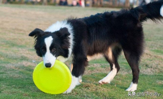 狗狗智商排名哈士奇排第几,宠物狗智商排行榜大全