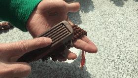 金刚菩提变黑怎么补救,金刚菩提变黑后用什么刷子