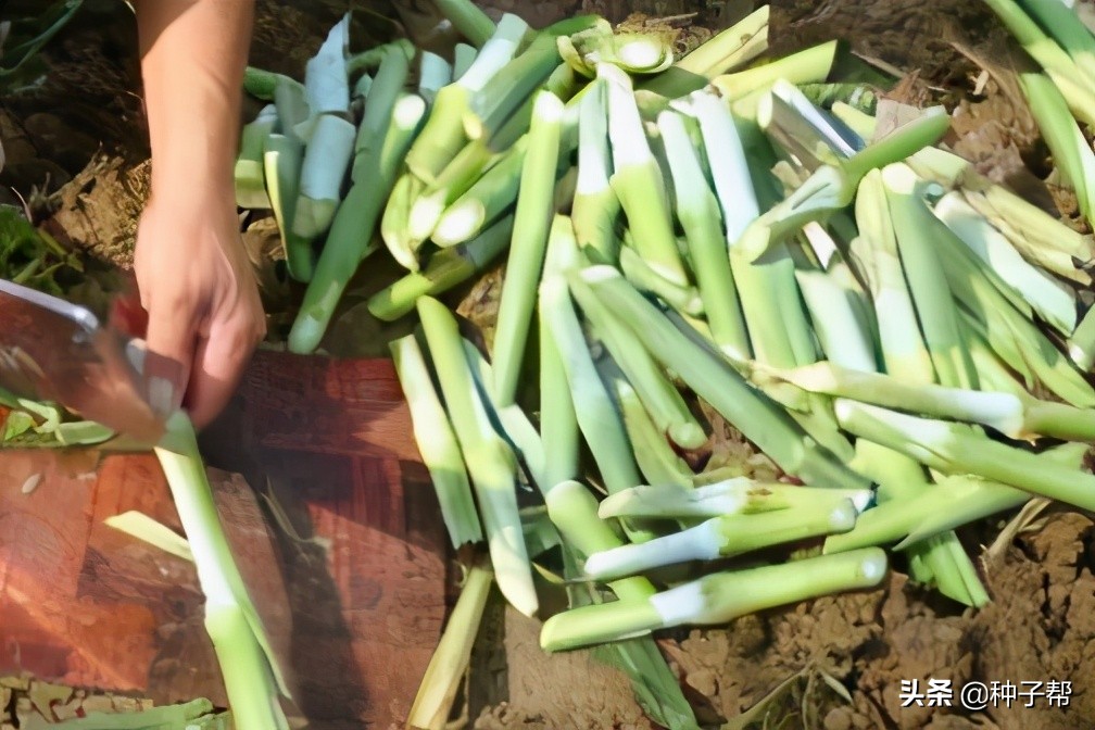 增润草种植技术,增润草在山东可以种吗