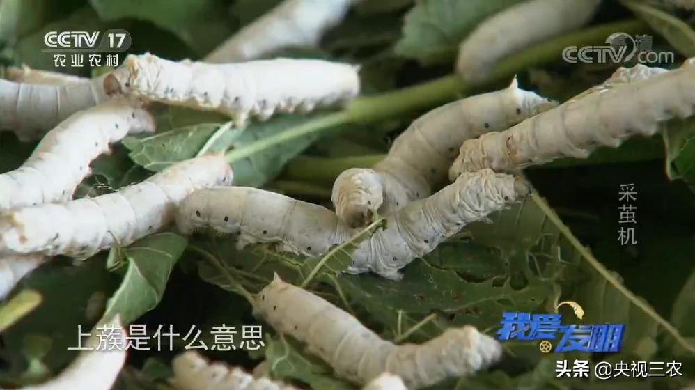 高效蚕茧脱茧机,养蚕取茧机器多少钱一台