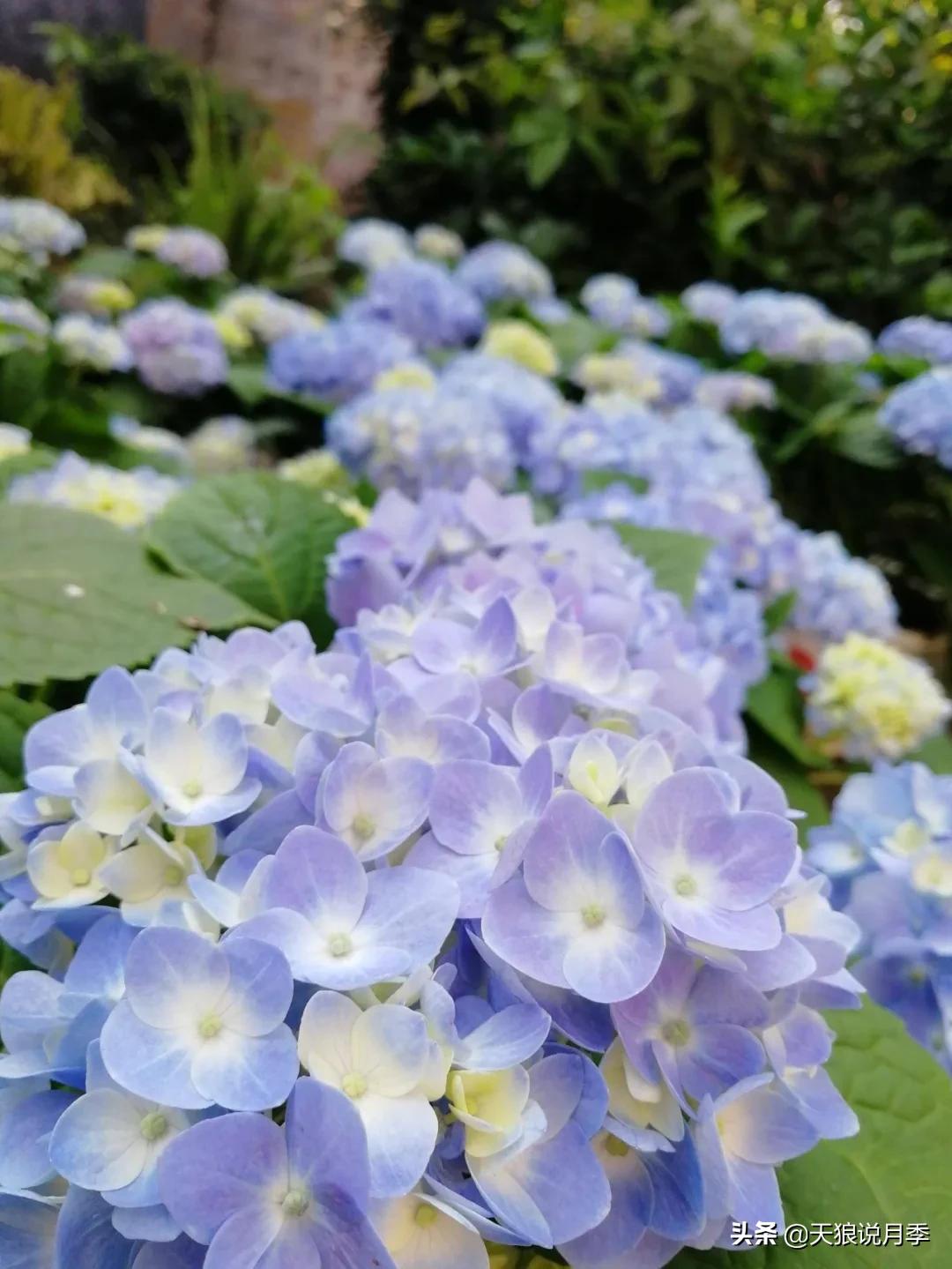 圆滚滚的绣球，瀑布般的花墙，这届花友也太会种花了吧