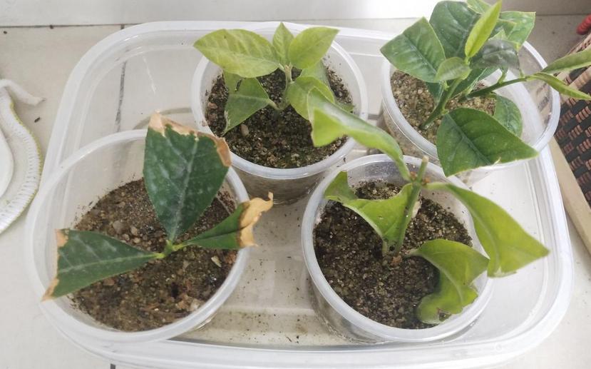 塑料瓶养花的正确方法,适合养花的塑料瓶