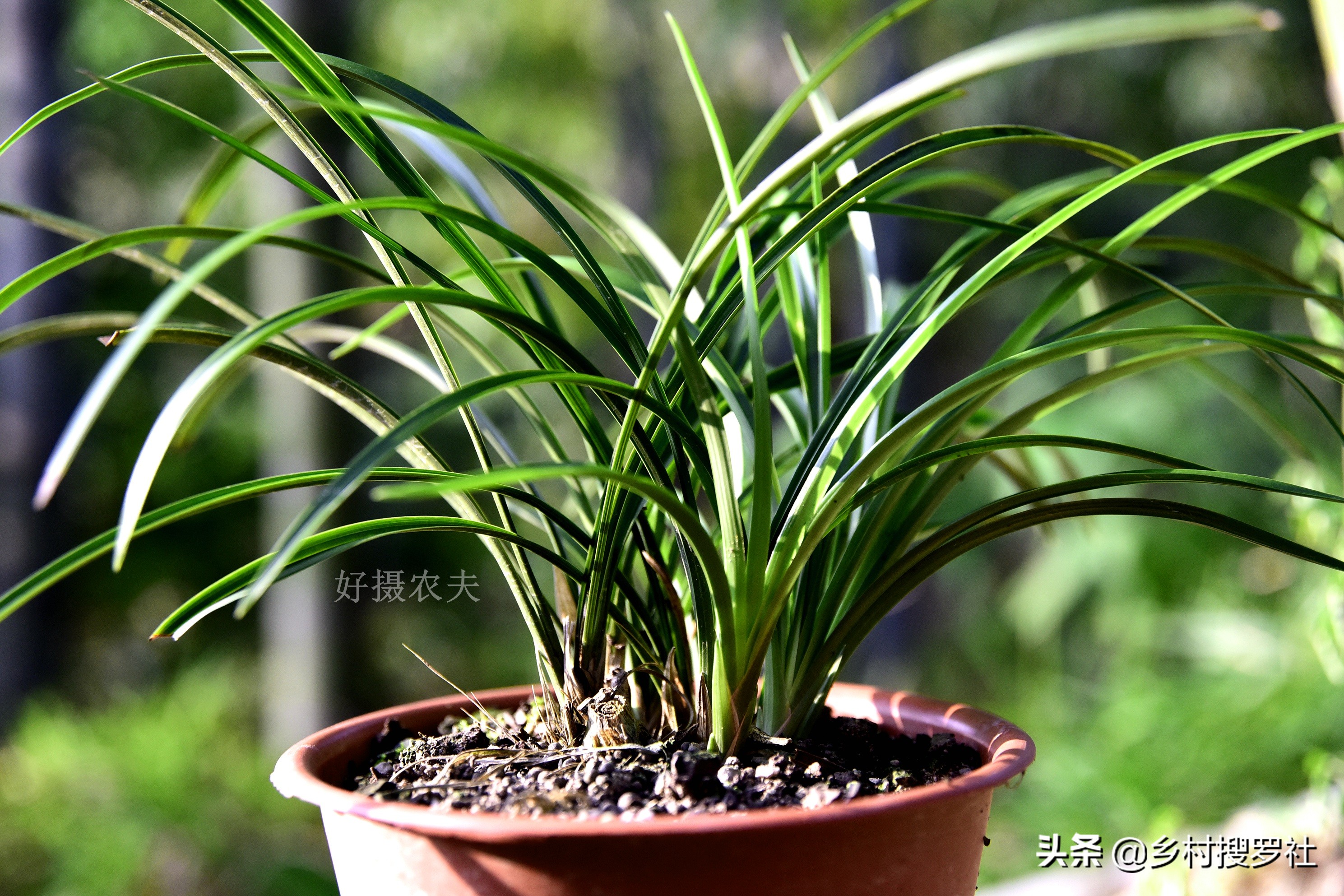 兰花叶片泛黄,如何处理?不必施肥,只需几块钱就可以