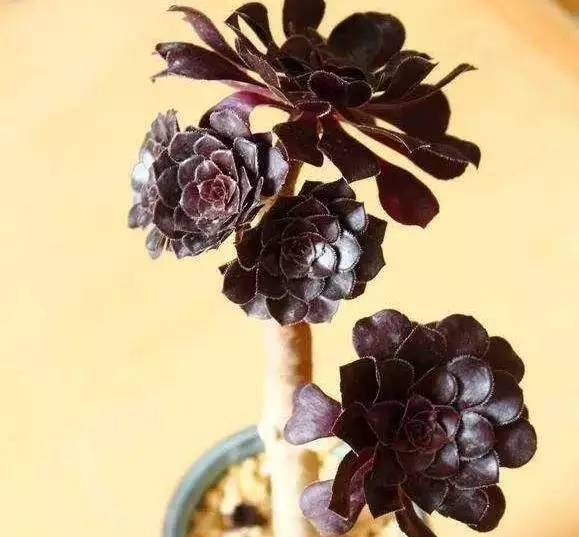 黑法师怎么养肥,如何养护黑法师