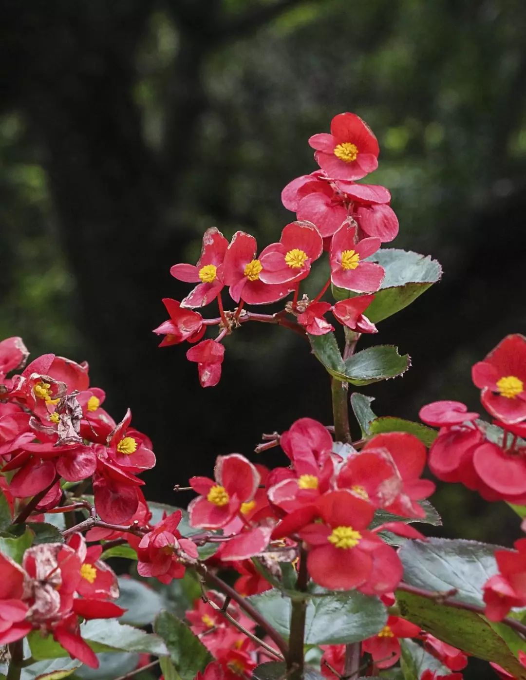 四季海棠浇水过多的挽救方法,四季海棠水浇多了叶子怎样表现
