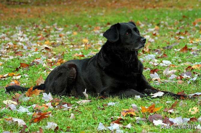 拉布拉多幼犬如何挑选需要多少钱,拉布拉多幼犬的好坏由谁来决定