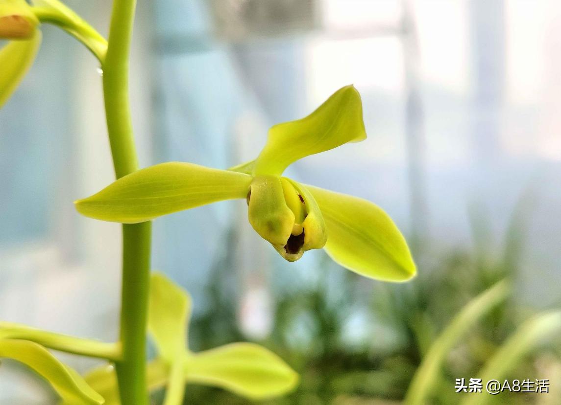 老上海兰花怎么挑选,每日一品中国兰花春兰