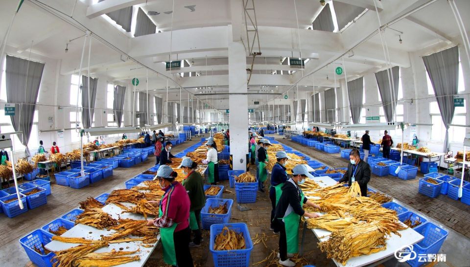 多措并举推进烤烟工作,烟叶党建与业务融合具体工作措施