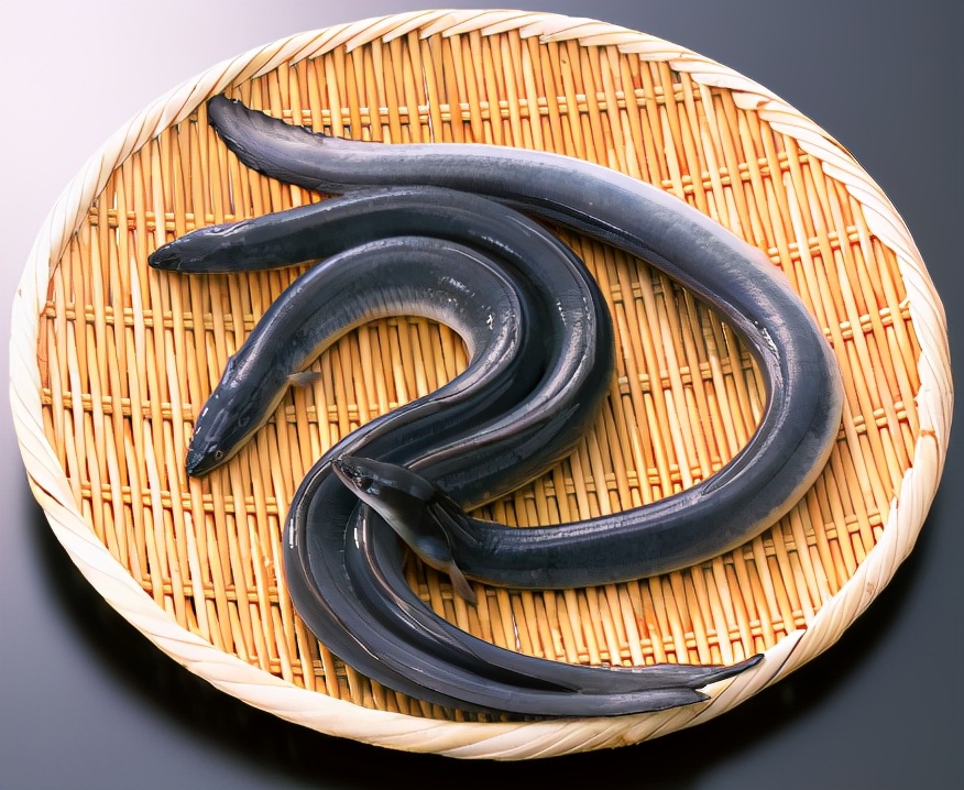 五种好吃又实惠的海水鱼,海水鱼什么鱼最好吃