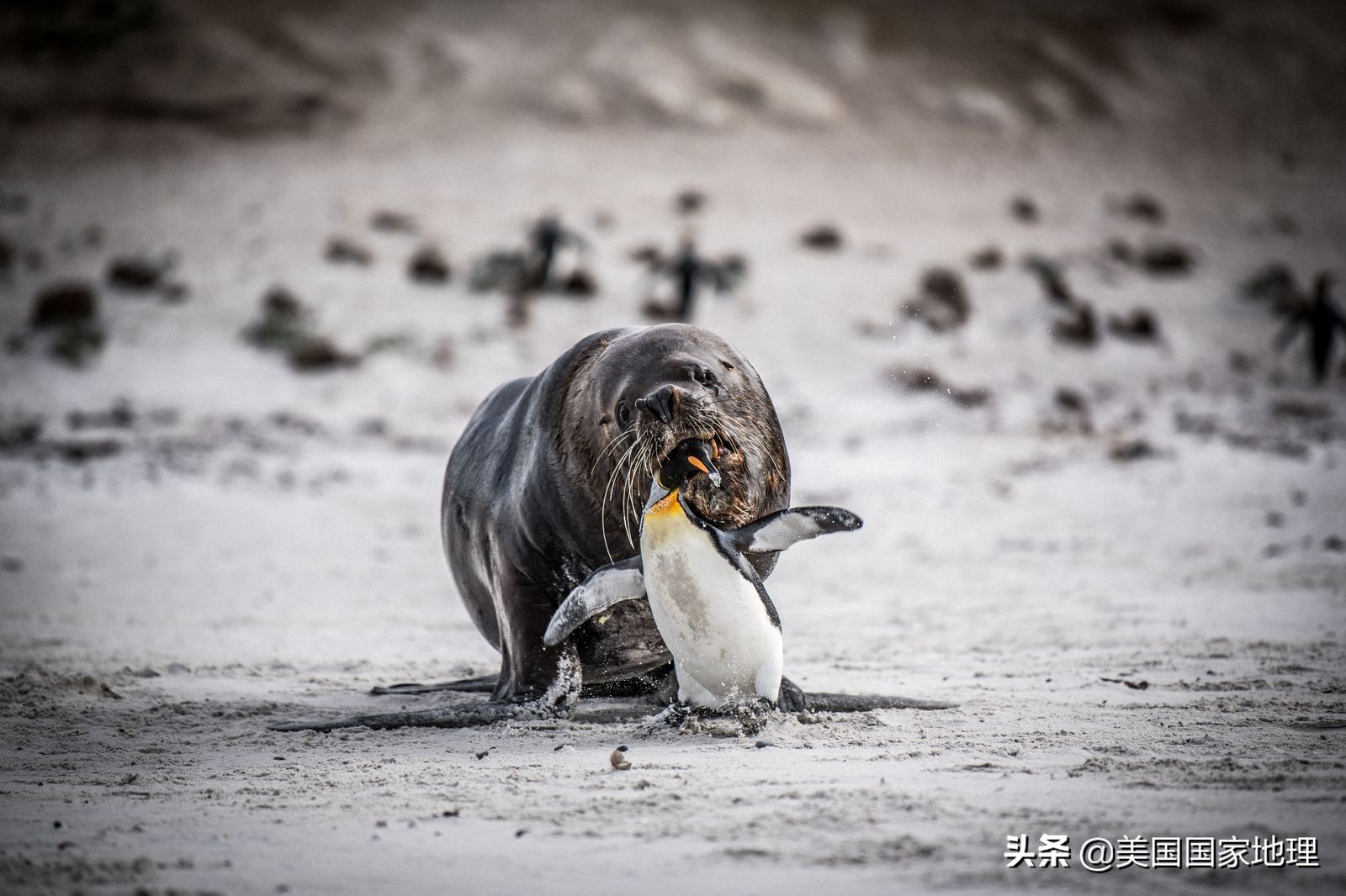 你见过的海豹都这么逗吗？！