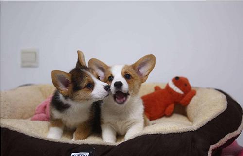 狗狗尿不出来还吐是怎么回事,狗狗尿不出来每次几滴