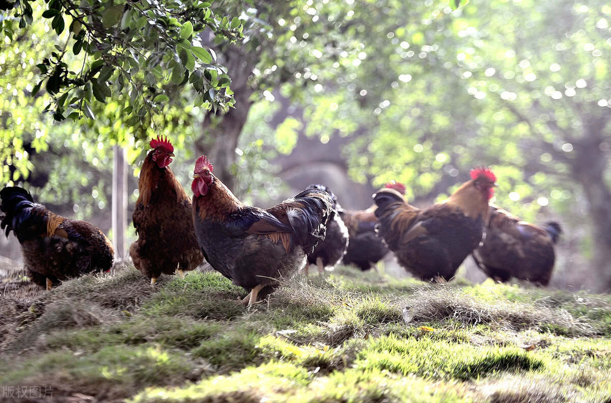 鸡眼睛流泪有泡沫怎么治疗,鸡眼睛肿眼角有气泡