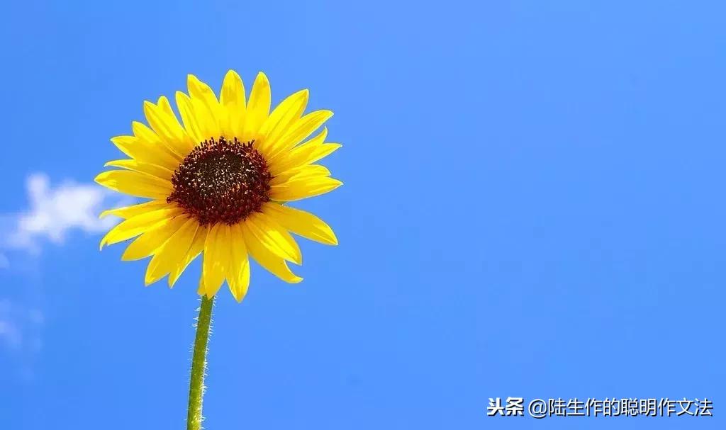 学习写六篇习作,习作要求题目自拟