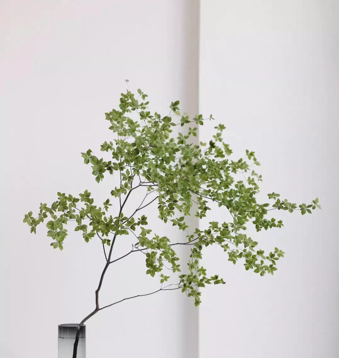 日本吊钟花:植物界的爱马仕