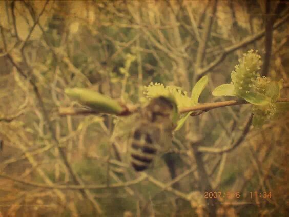 机器铃砍菜刀原版视频,机器铃砍菜刀啥意思