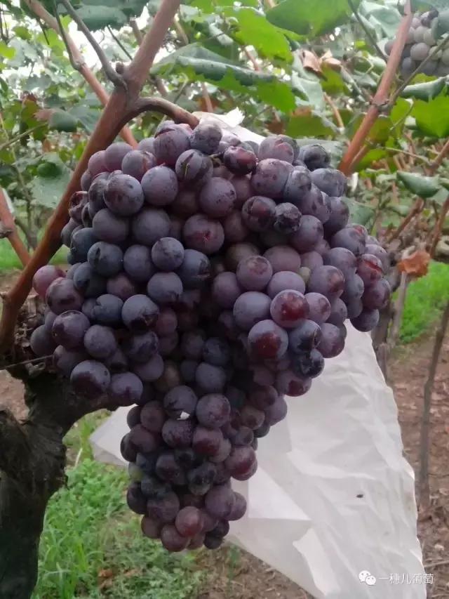 高温下雨后葡萄怎样防裂果,连续雨天葡萄怎么处理