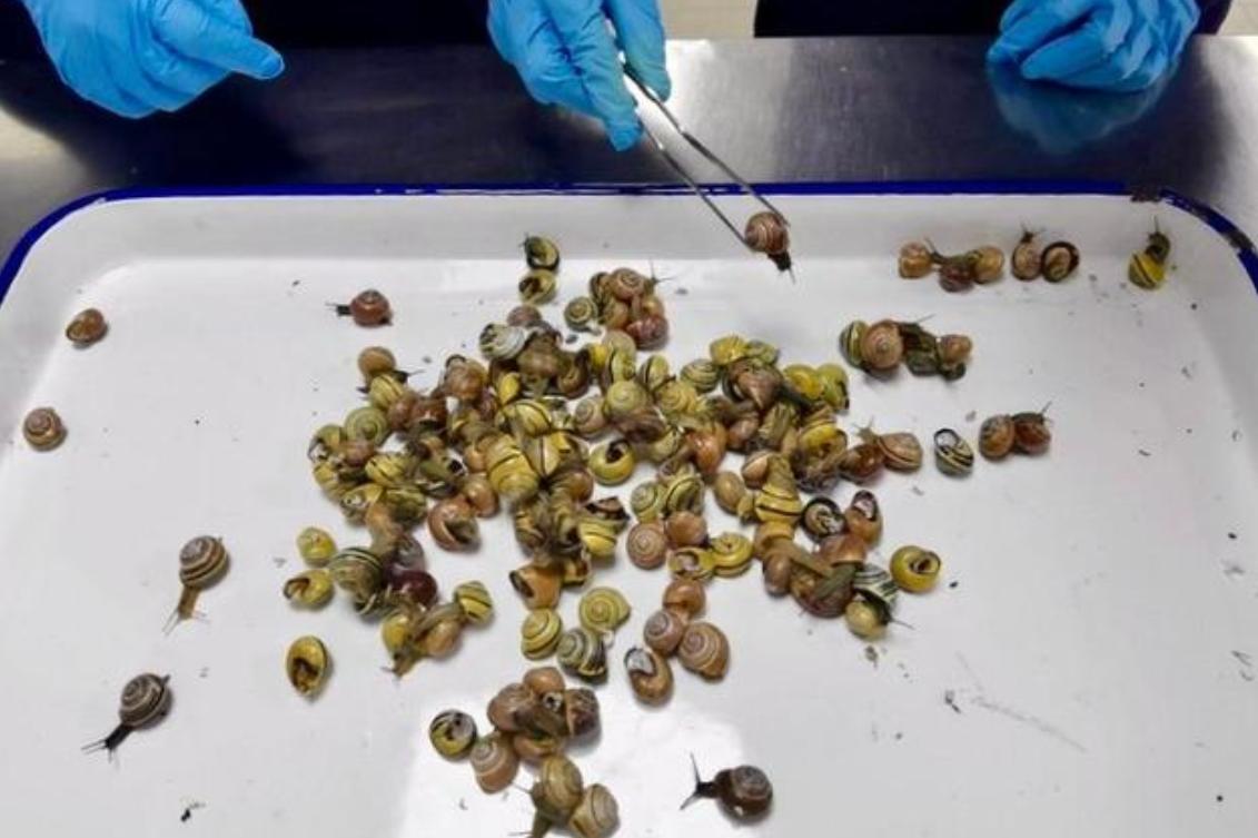 旅客携带439只甲虫入境被拦,海关查获活体蜗牛