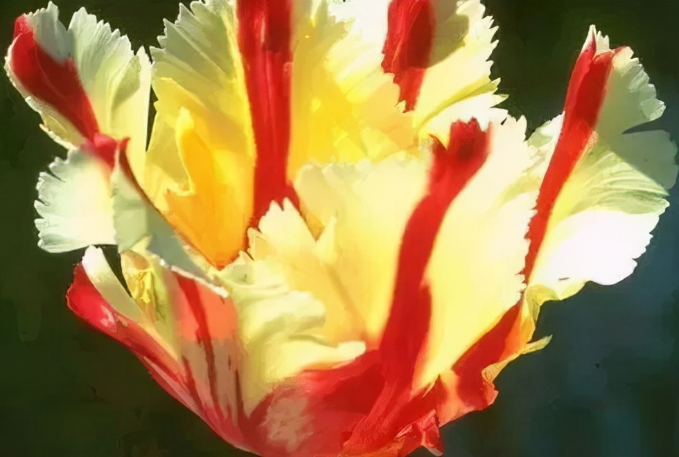 世界各国国花有哪些,各国的市花和国花有什么